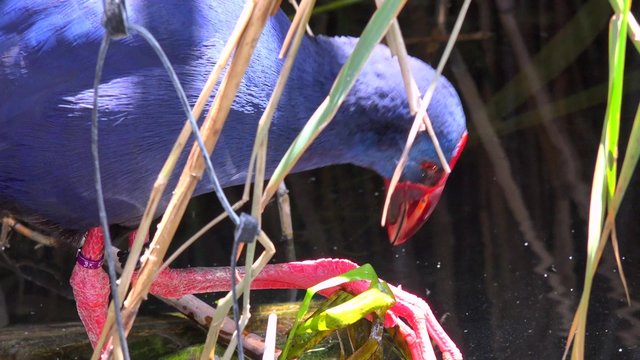 A purple swamp hen forages for food in a wetlands area.