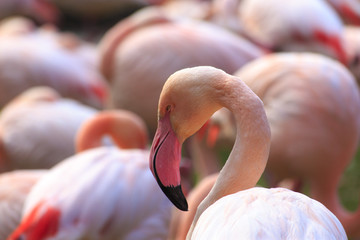 Flamingo