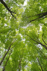 branches with intensive green leaves against the sky