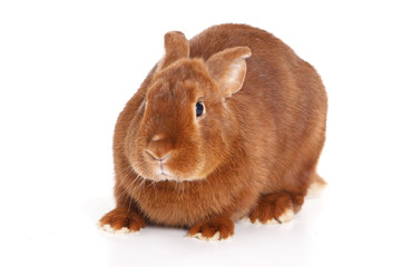 Red Rabbit (isolated on white)