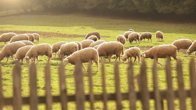 Herd of sheeps pasture on the juicy grass in the evening