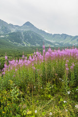 Chamerion angustifolium (fireweed, great willow-herb, rosebay willowherb) from mountain ridge in the background