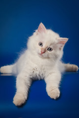 Fototapeta premium White Siberian cat lies and looks into the camera on a blue background