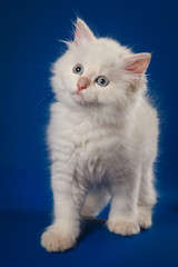 Fototapeta premium White Siberian kitten standing and looking up on blue background