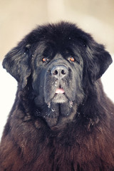 Fototapeta premium Newfoundland dog portrait in winter