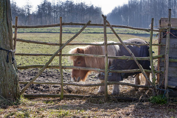 Fototapeta premium Little pony