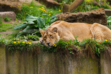 Lovely lioness