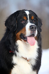 Portrait of a Bernese Mountain Dog sitting in the snow in the winter