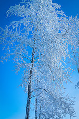 Russian winter forest in snow