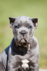 Obraz premium Portrait of a gray puppy Cane Corso on the grass