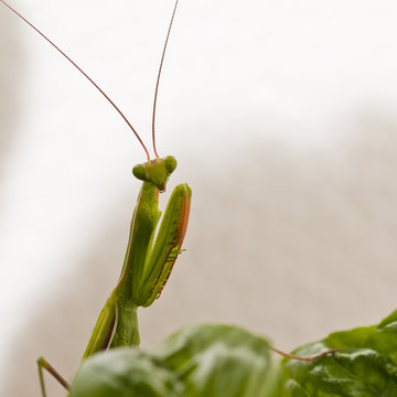 Amantide Religiosa