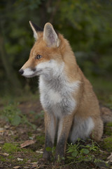 Naklejka na ściany i meble red fox in the forest