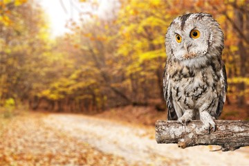 Owl bird.