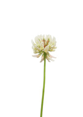 Weiß-Klee (Trifolium repens) - 91486783