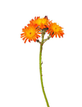 Orangerotes Habichtskraut (Hieracium aurantiacum)