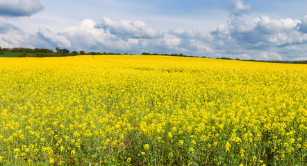 Fototapeta premium Perfect sunny summer landscape