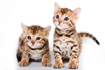 Two Bengal kitten (isolated on white)