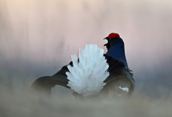 Portrait of a Gorgeous lekking black grouse (Tetrao tetrix).