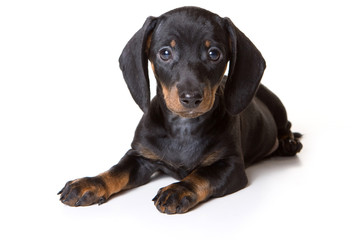 Dachshund puppy lying and looking at the camera (isolated on white)