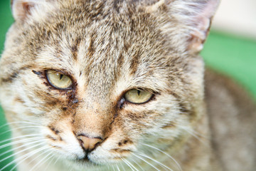 Naklejka premium Lazy Cat
