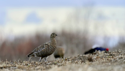 Portrait of Female Black Grouse (Tetrao tetrix)
