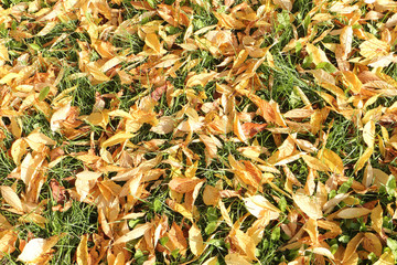 Background from the yellow fallen maple leaves in the fall