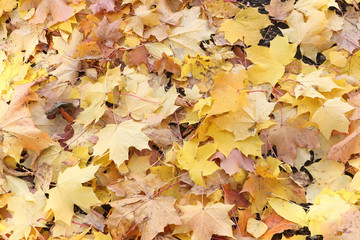 Background from the yellow fallen maple leaves in the fall