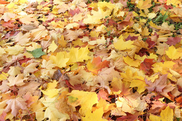 Background from yellow and the red fallen maple leaves in the fa