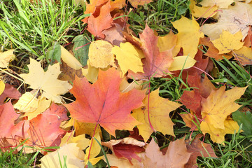 Background from yellow and the red fallen maple leaves in the fa
