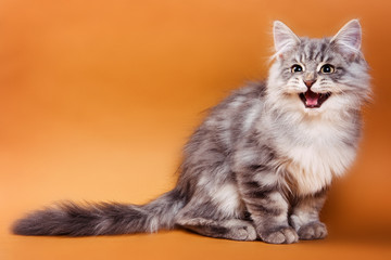 Naklejka premium Fluffy gray cat sits and meows on a brown background