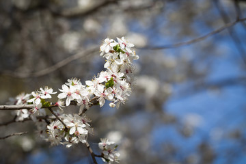 Obraz premium Cherry blossom tree