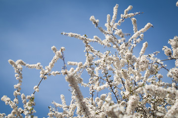 Cherry blossom tree