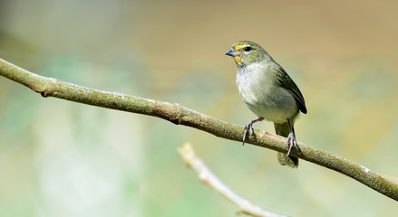 Yellow-faced Grassquit (Tiaris olivacea) young male, perched on twig, Republic of Cuba in March
