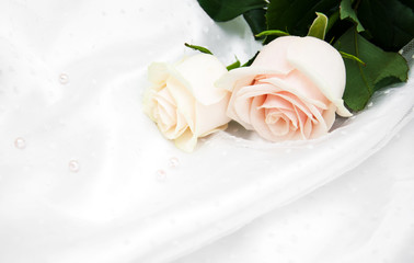 roses on white silk background