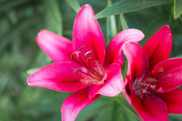 Fototapeta na wymiar Pink lily flower