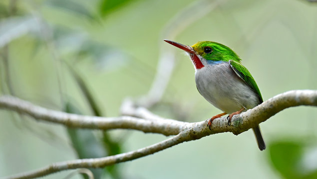 Cuban Tody (Todus multicolor)