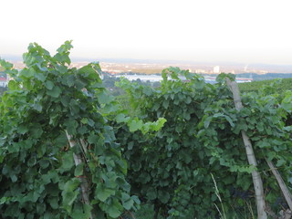 Weinberg Tüllinger mit Blick auf Dreiländereck