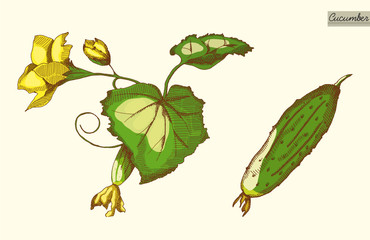 Cucumber color