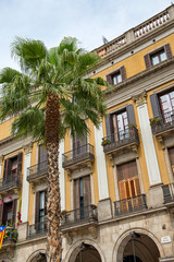 Naklejka premium Palm Tree and Placa Reial Architecture, Barcelona