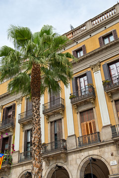 Palm Tree and Placa Reial Architecture, Barcelona