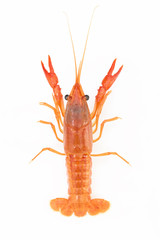 Red crayfish isolated on a white background.