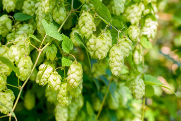 Humulus Lupulus Flowers, Also Called Hops
