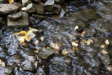 Creek in autumn canyon