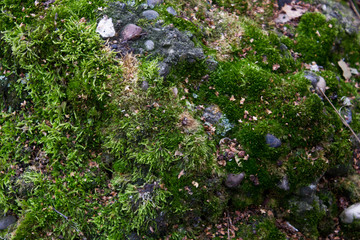 Obraz premium Moss filled on stone