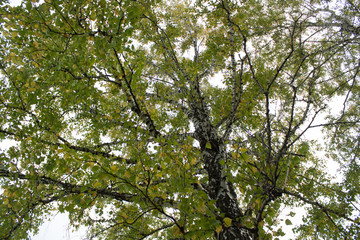 Fototapeta premium autumn trees in park