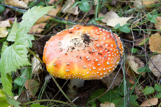 Red mushroom (Amanita Muscaria, Fly Ageric or Fly Amanita) in autumn forest