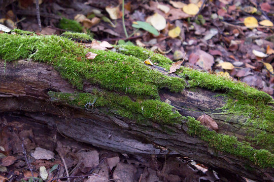 Moss covered woodland floor - Powered by Adobe