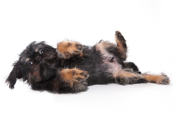Funny fluffy puppy Griffon lying (isolated on white)