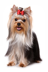 Yorkshire Terrier dog standing and looking at the camera (isolated on white)