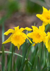 Fototapeta premium flower background